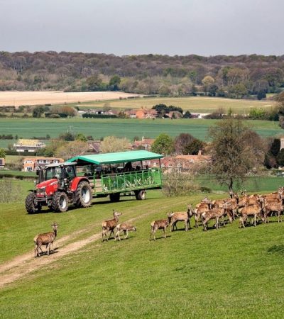 Bucklebury-Farm-Park-Deer-Safari-tractor Bucklebury-Farm-Park-Deer-Safari-tractor